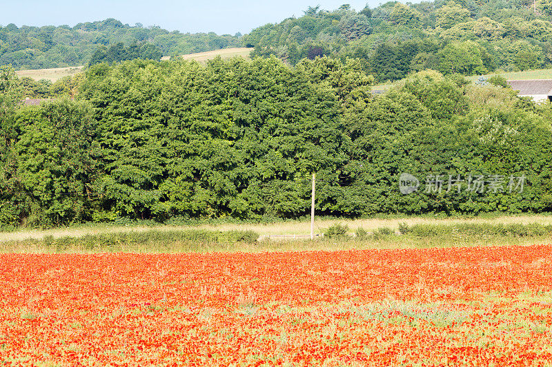 英格兰恩斯福德的波比菲尔兹