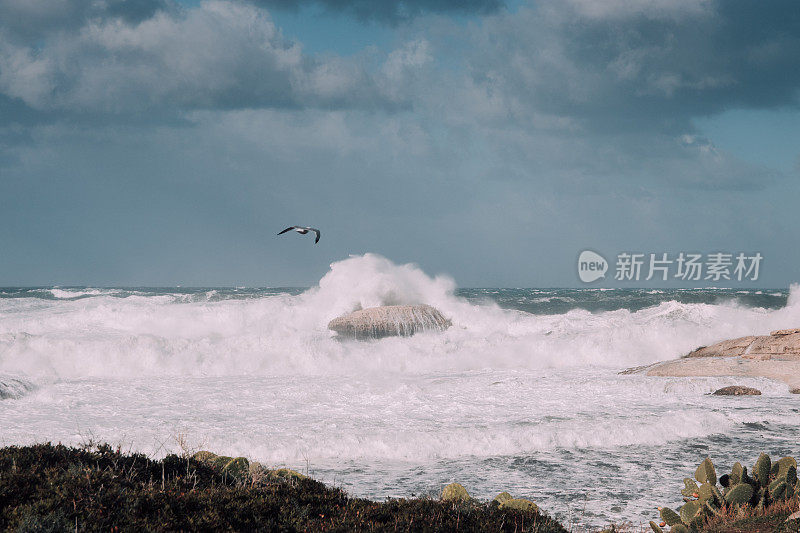 海浪撞击岩石，海鸥飞过