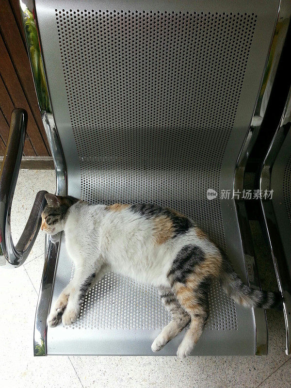 可爱的猫睡在铝椅。