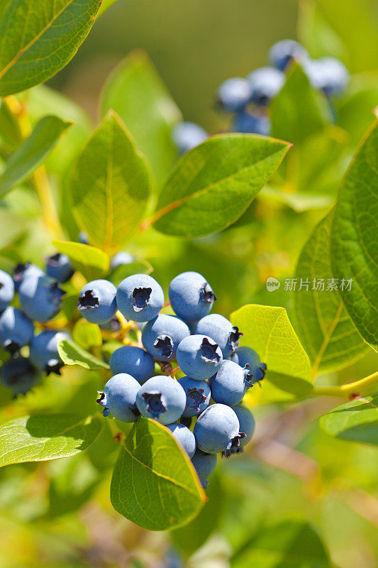 新鲜的蓝莓在果园农场的蓝莓丛中