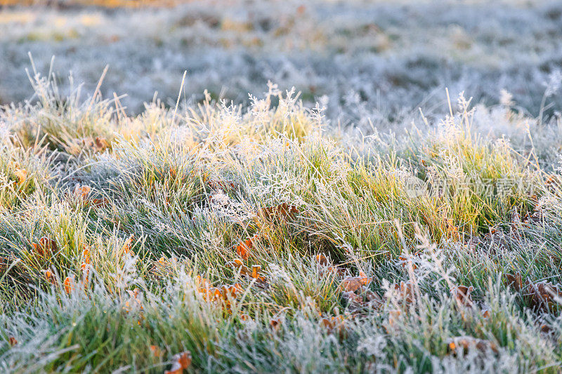 茂密的公园里结霜的草