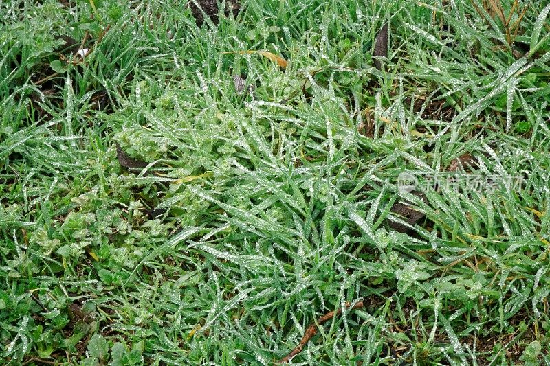 水珠在新鲜的绿草的背景。绿草的背景。