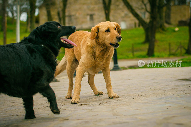 黄色拉布拉多寻回犬