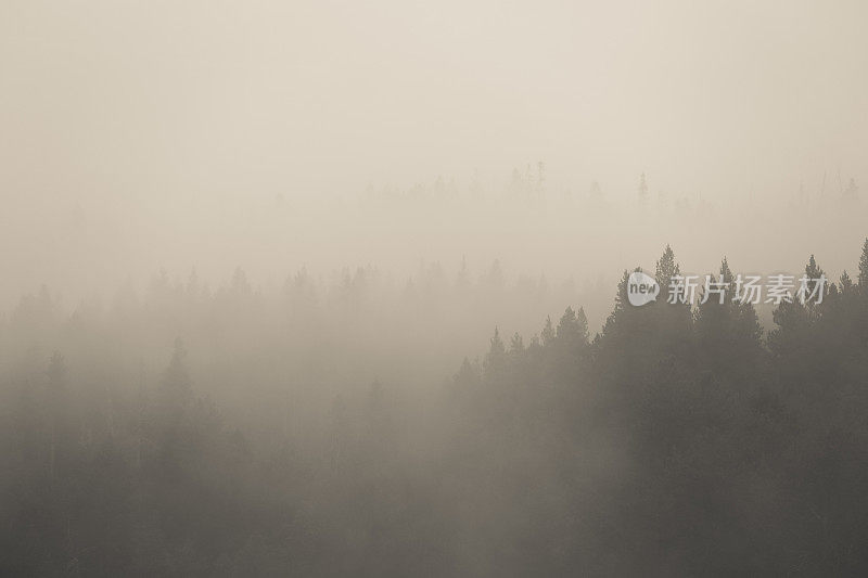 森林树的剪影透过烟雾，蒸汽，雾，黄石国家公园