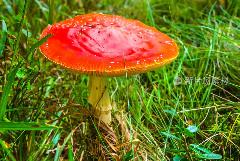 近距离观察草丛中的红蘑菇