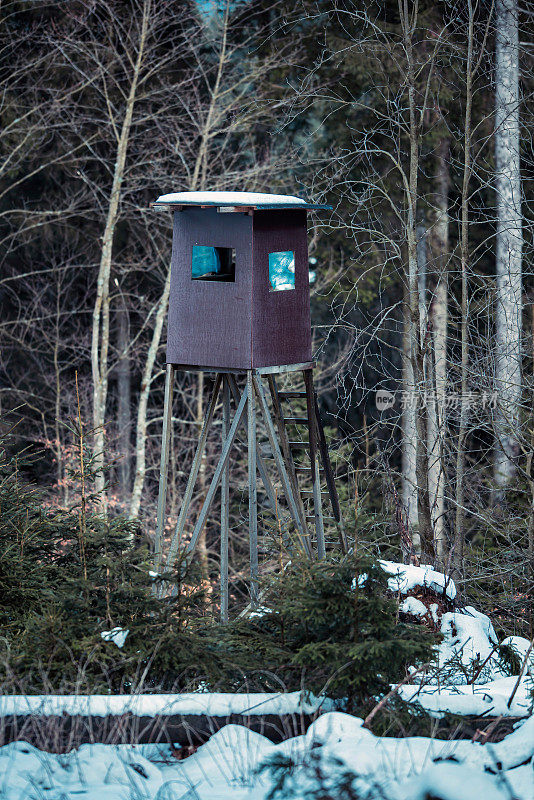 猎鹿站在冬季森林里。Winterberg,德国。