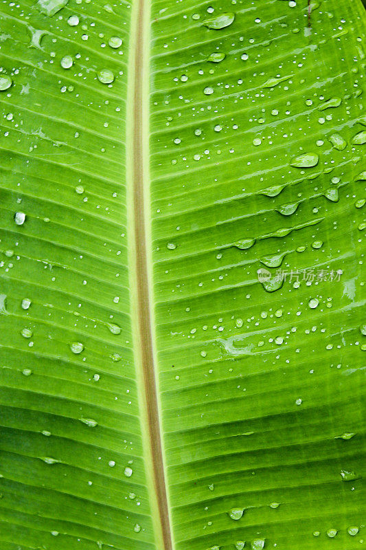 雨滴落在绿色的棕榈叶上