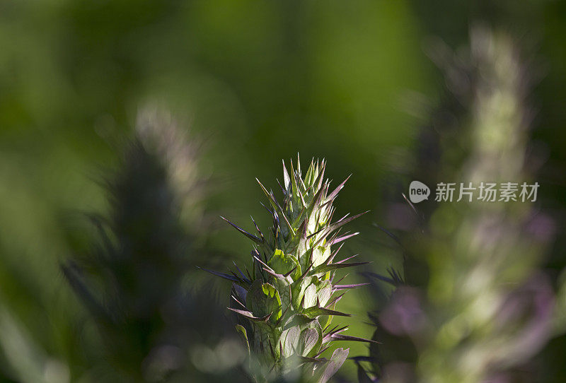 大而独特的花朵