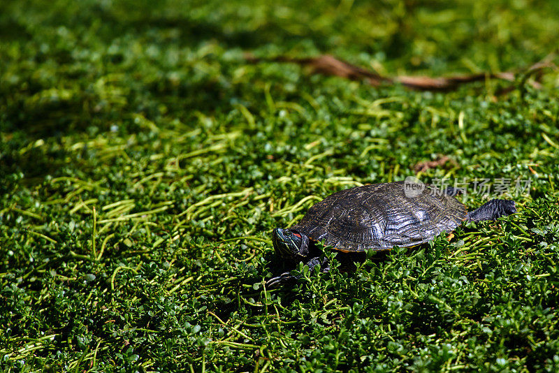乌龟在草地上