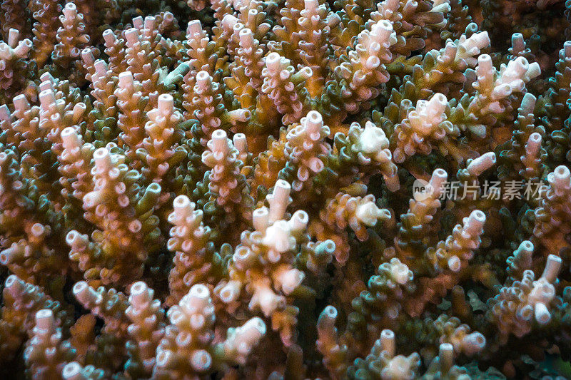 水下图像鹿角珊瑚(Acropora)显示遇险的迹象和珊瑚白化