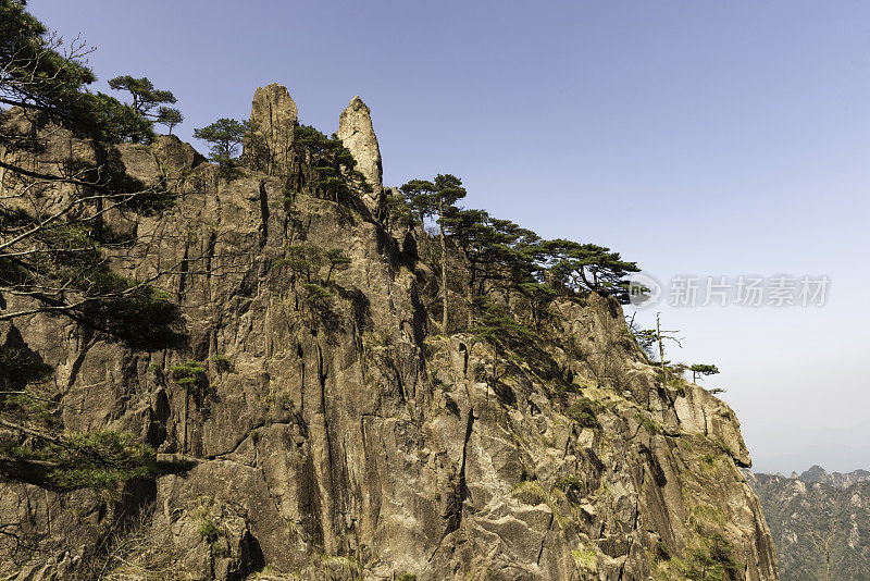 黄山的松树