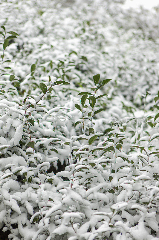 茶树,雪,冬天