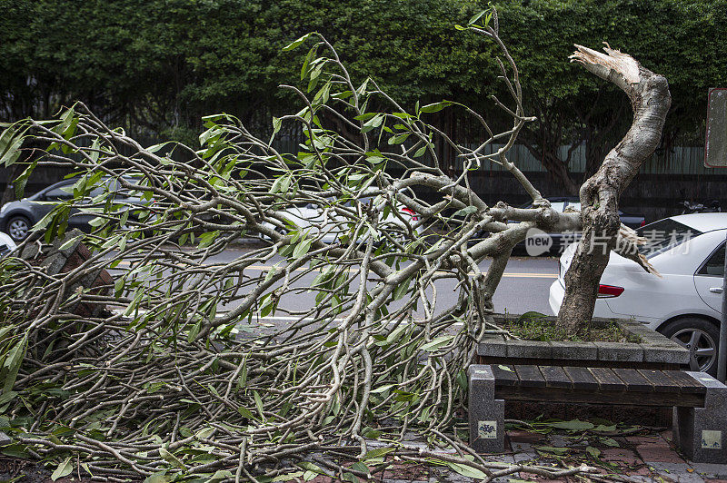 环保,台风,树