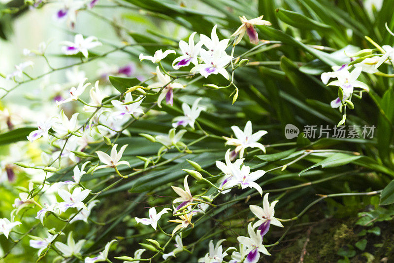 兰花盛开在植物上的特写