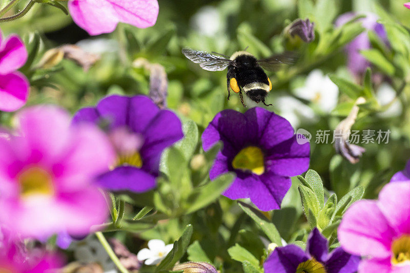 大黄蜂载花粉篮飞紫花俄勒冈熊蜂