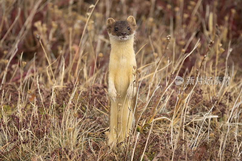 长尾黄鼠狼狩猎高山苔原埃文斯山荒野前科罗拉多山脉