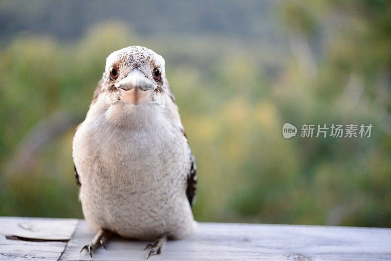 翠鸟坐在栖木上