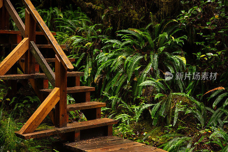 温哥华岛雨林