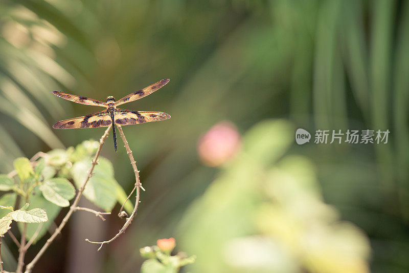 植物上的蜻蜓特写