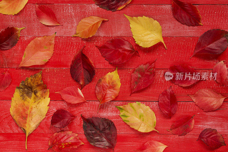 彩色的秋叶在木制的背景上
