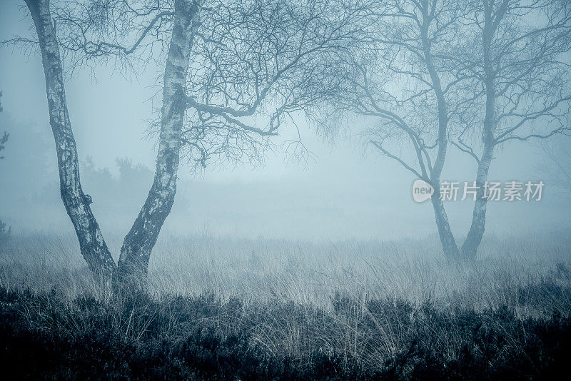 在一个有雾的冬天的一天，在一个雾蒙蒙的荒凉阴森的森林的观点