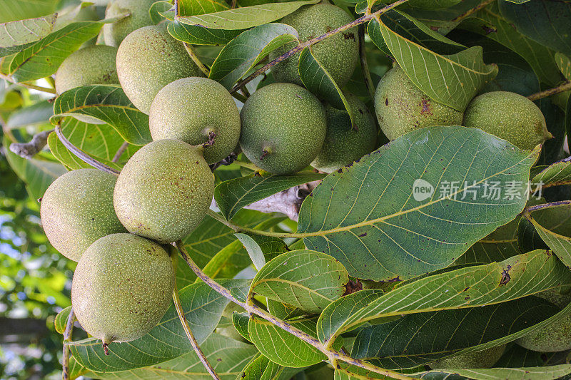 树上成熟核桃的特写