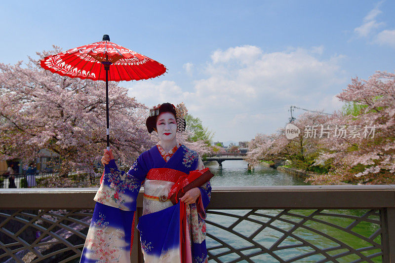 穿着美子服饰的日本女人在京都的桥上欣赏樱花