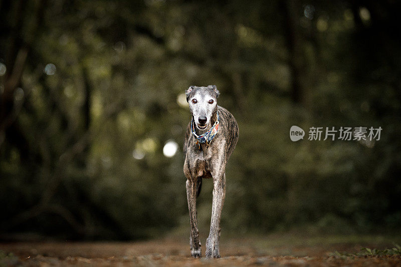 一只灰狗在奔跑