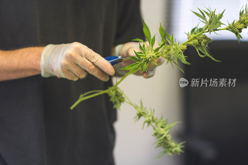 在种植设施中修剪的大麻植物