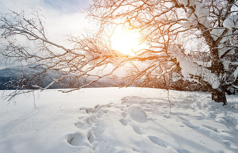 山上的树枝覆盖着雪