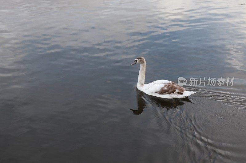 小天鹅在湖里游泳