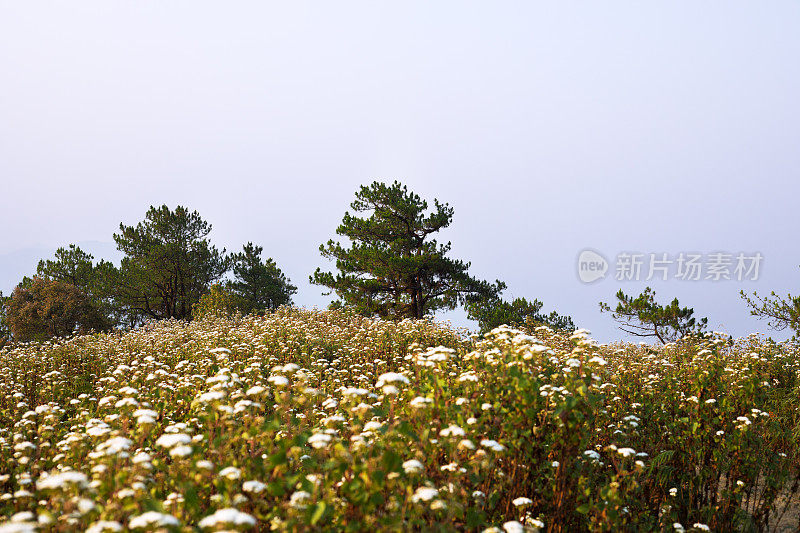 在Doi孟Angkhet山顶