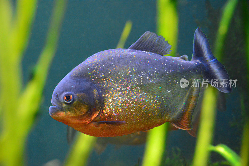 水生植物间的单只红腹食人鱼。