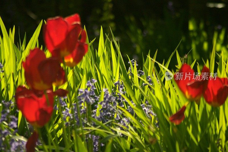 红色的郁金香和野风信子，叶子像蒙布雷西亚草