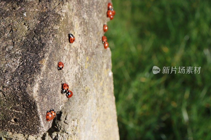 瓢虫在墙壁上