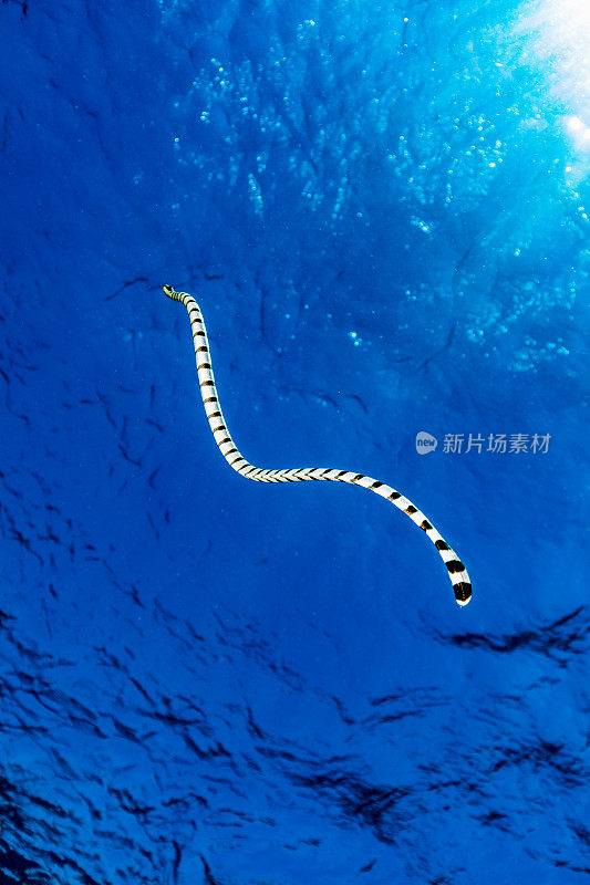 带状海蛇游到水面呼吸，科莫多岛，印度尼西亚