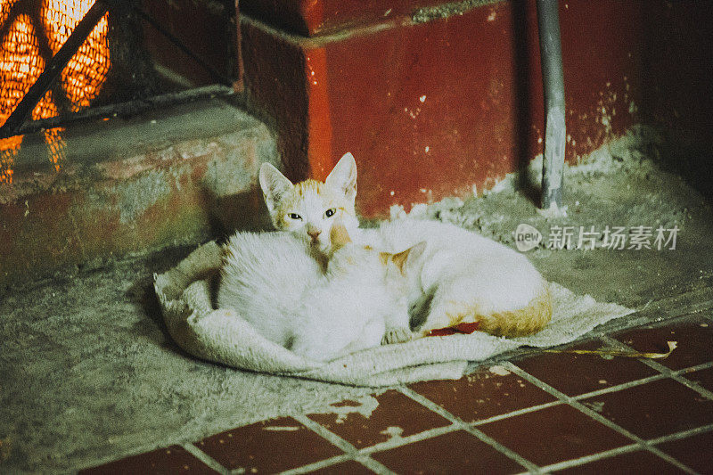 小巷街道的猫和小猫