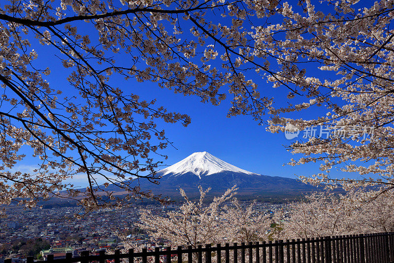 富士山和樱花:从荒山森根公园，富士吉田