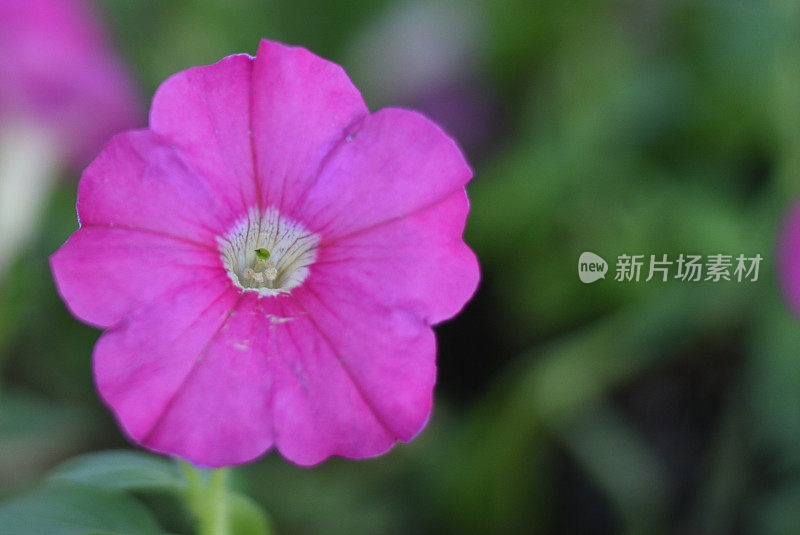 花浸