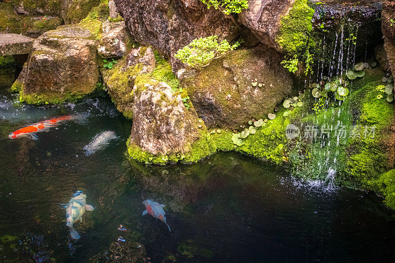 日本京都的日本锦鲤池