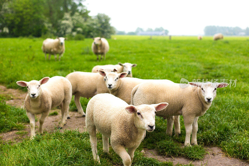 荷兰，弗里斯兰:草地上的白羊和小羊羔