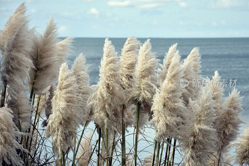 新西兰植物-“Toitoi”或“脚趾”草