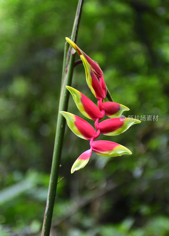 台湾之花与植物-螺旋花