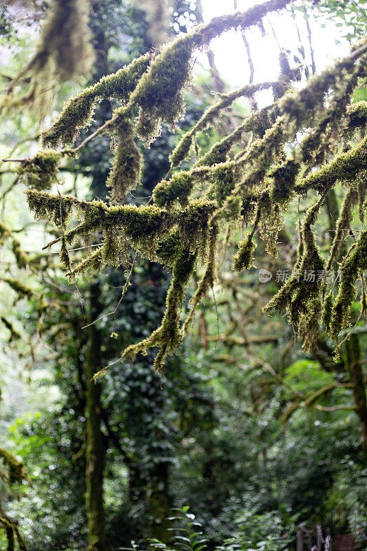 俄罗斯索契霍斯塔区高加索生物圈保护区紫杨黄杨树林大圈的热门旅游路线。