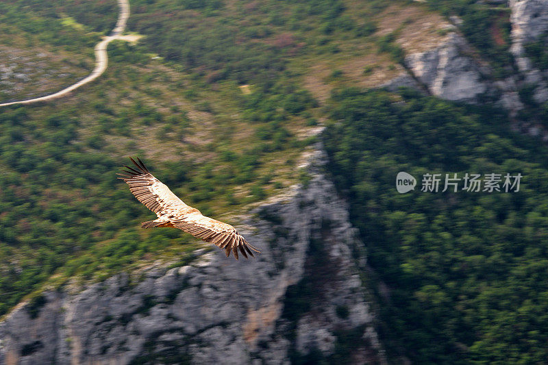 秃鹰飞过峡谷