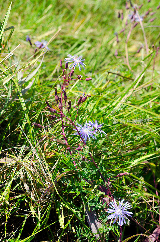 在雅库特冻土带的田野上，绿色的草地上生长着野生的丁香花。