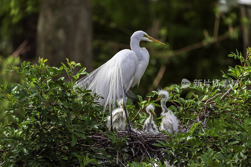 在佛罗里达基西米附近的木瓦溪保护区的森林里，一只大白鹭和三只雏鸟在一起。在那里，观鸟者和游客可以享受全年的生态旅游机会。
