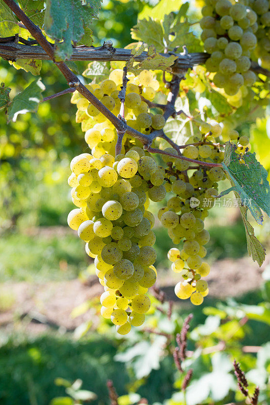 在纽约北部的五指湖葡萄酒乡,葡萄藤上的白葡萄