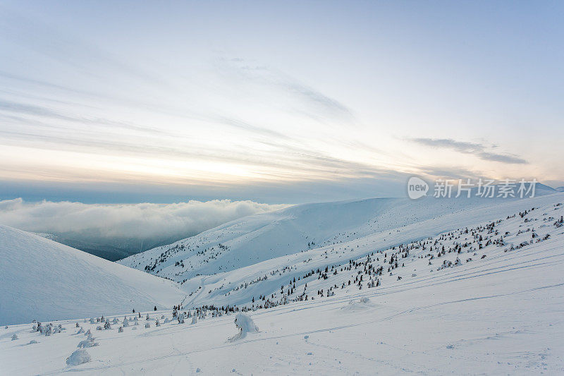 雪后冰雪覆盖的冷杉林和冬日灰蒙蒙的天空。喀尔巴阡山脉,乌克兰。