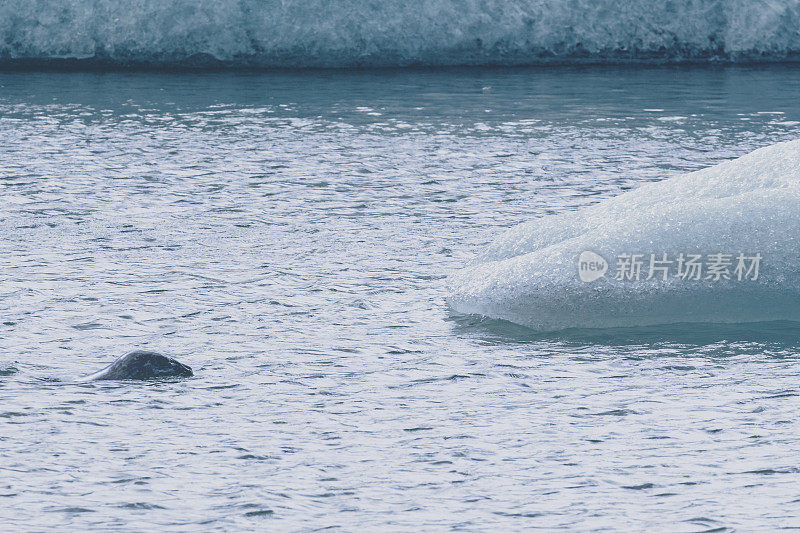 海豹在冰川泻湖融化的冰山之间游泳，然后漂向冰岛的大海